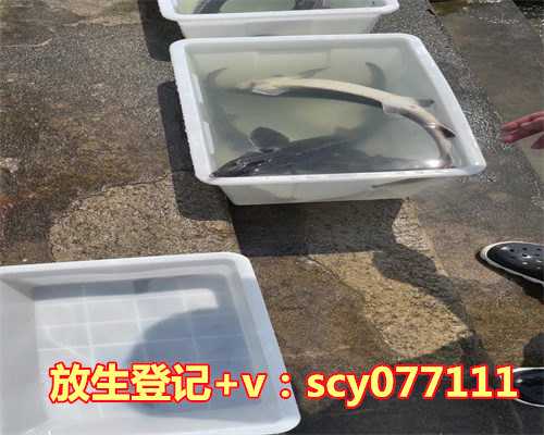 放生功德与意义有哪些,索达吉堪布答:供灯的功德有哪些?