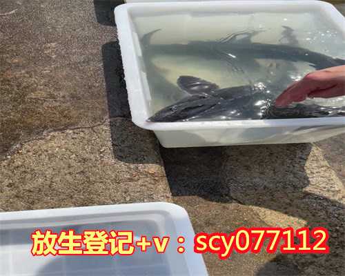 供灯和放生哪个福德大，独尊湛现：放生与供灯真实的意义