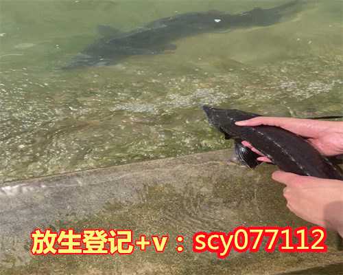 莆田放生表文怎么写（莆田哪里放生泥鳅好）