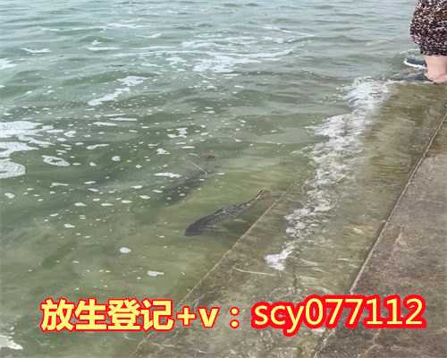 中华草龟放生长江能活,在生活中成长智慧与慈悲