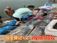 杭州哪里放生鳝鱼最好