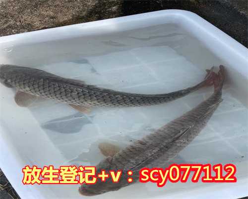 鸽子放生有什么好处海口,海口哪里放生蛤蟆最好【放生时要点香吗】