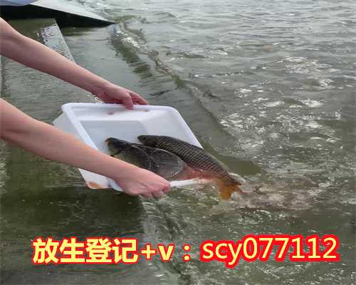 一年当中什么时候放生时间最佳，第015集什么时候该放下