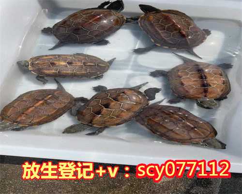 放生放什么最好海南，海南哪里可以放生黄鳝【海南放生的鱼从哪里买】