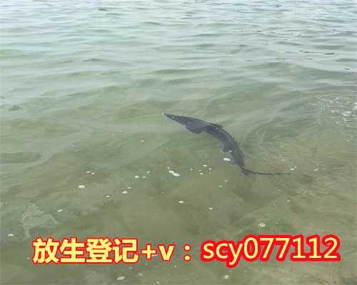 为老人放生延寿，放生的人除大灾劫愈病延寿命得福报