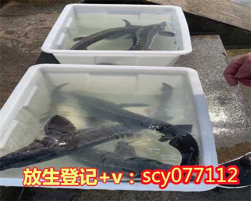 养殖大甲鱼放生能活吗，放生不会刺激更多的养殖和捕捞