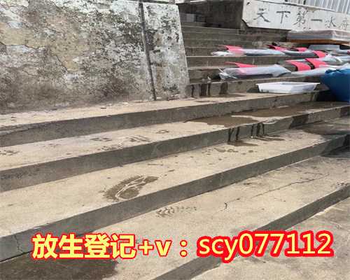 初一十五放生泥鳅，我谋杀了一条泥鳅