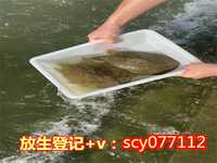 北京哪里适合放生草龟，老北京小吃-绿豆糕