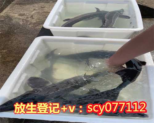 下雨天可以放生鱼吗，天主教徒可以皈依吗？进了道教以后还可以皈依吗？