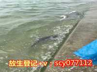 海口适合放生的鱼类