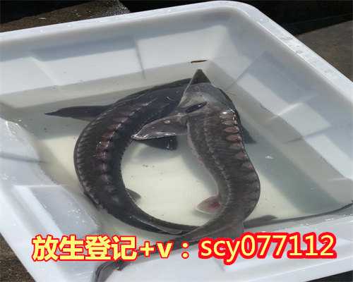 青岛哪里放生野生甲鱼