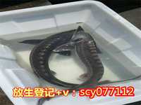 北京最大的放生群，老北京核桃红的做法