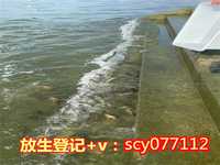 <strong>北京乌龟放生地点公布，北京地区石刻概述</strong>