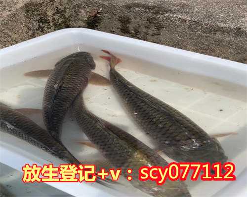 浙江哪里放生好,浙江放生的好地方,浙江公园放生野生甲鱼