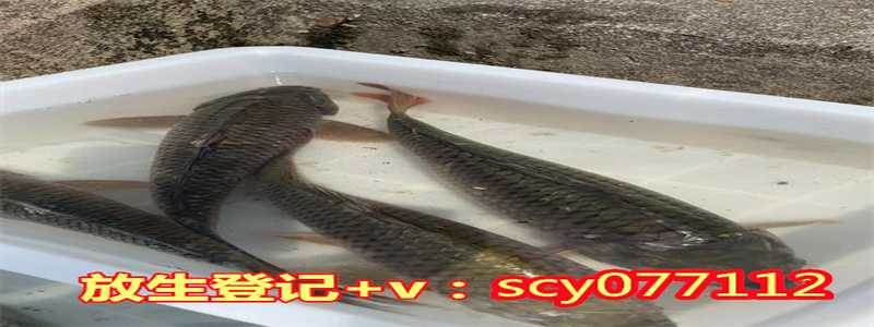 浙江哪里放生好,浙江放生的好地方,浙江公园放生野生甲鱼