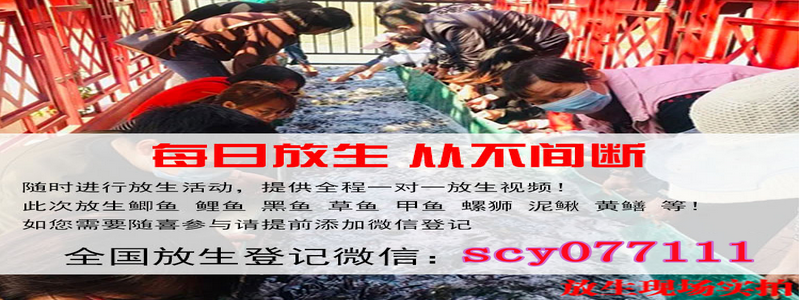 银川查看l简单放生仪轨，查看l简单放生仪轨，南海福慧放生供僧群