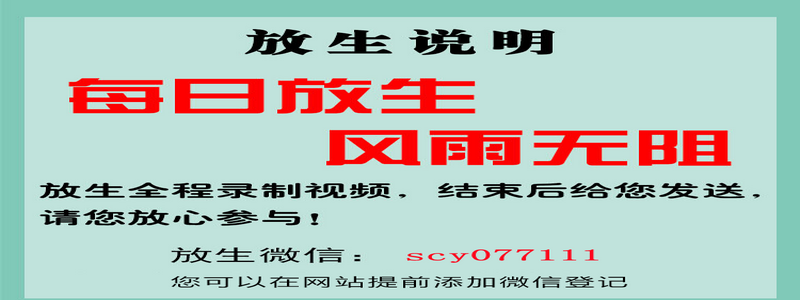 银川翠鸟放生后不会飞了，翠鸟放生后不会飞了，放生泥鳅什么时间去最好